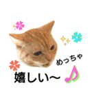 猫のあんずです③（個別スタンプ：5）