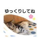 猫のあんずです③（個別スタンプ：9）