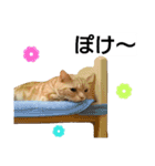 猫のあんずです③（個別スタンプ：10）