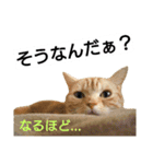 猫のあんずです③（個別スタンプ：14）