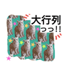 猫のあんずです③（個別スタンプ：16）