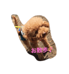 ウチの研ちゃん（個別スタンプ：1）