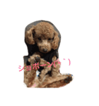 ウチの研ちゃん（個別スタンプ：7）