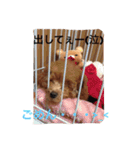 ウチの研ちゃん（個別スタンプ：10）