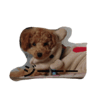 ウチの研ちゃん（個別スタンプ：11）