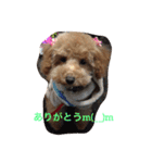 ウチの研ちゃん（個別スタンプ：12）
