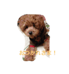 ウチの研ちゃん（個別スタンプ：16）