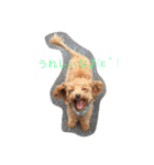 ウチの研ちゃん（個別スタンプ：21）