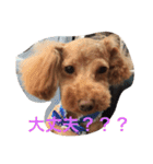 ウチの研ちゃん（個別スタンプ：24）