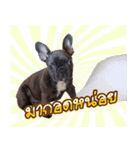 Thonglor is coming（個別スタンプ：16）