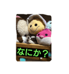 こひめちゃん（個別スタンプ：1）