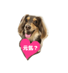 チョコの日常2(チワックス)（個別スタンプ：1）