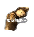 チョコの日常2(チワックス)（個別スタンプ：7）