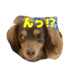 チョコの日常2(チワックス)（個別スタンプ：8）