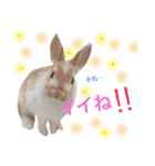 うさぎのうさ♡（個別スタンプ：6）