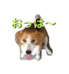 のんほい てっちゃん（個別スタンプ：7）