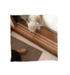 ココ(弟)のスタンプ（個別スタンプ：8）