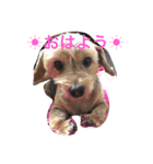 ななころの毎日（個別スタンプ：1）