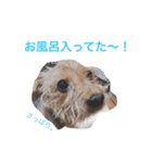 ななころの毎日（個別スタンプ：13）