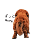 メタボ犬（個別スタンプ：1）