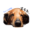メタボ犬（個別スタンプ：2）