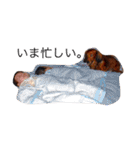 メタボ犬（個別スタンプ：4）