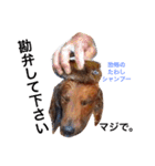メタボ犬（個別スタンプ：5）