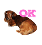 メタボ犬（個別スタンプ：8）