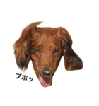 メタボ犬（個別スタンプ：9）