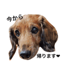 メタボ犬（個別スタンプ：10）