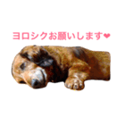 メタボ犬（個別スタンプ：11）