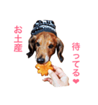 メタボ犬（個別スタンプ：12）