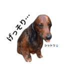 メタボ犬（個別スタンプ：13）
