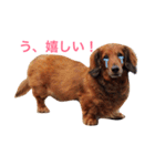メタボ犬（個別スタンプ：14）