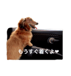 メタボ犬（個別スタンプ：15）