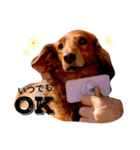 メタボ犬（個別スタンプ：16）