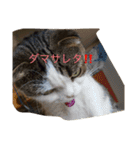 すもさん2（個別スタンプ：7）