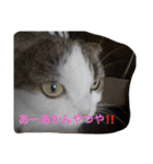 すもさん2（個別スタンプ：12）
