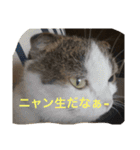 すもさん2（個別スタンプ：14）
