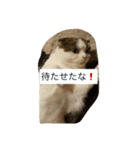 すもさん2（個別スタンプ：16）