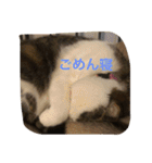 すもさん2（個別スタンプ：17）