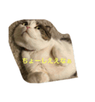 すもさん2（個別スタンプ：19）