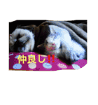 すもさん2（個別スタンプ：23）
