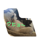 すもさん2（個別スタンプ：25）