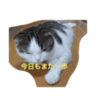 すもさん2（個別スタンプ：27）