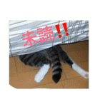 すもさん2（個別スタンプ：29）