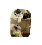 すもさん2（個別スタンプ：33）