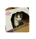 すもさん2（個別スタンプ：36）