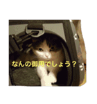 すもさん2（個別スタンプ：40）