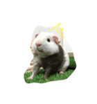 ラプと時々ゾイゾイ（個別スタンプ：1）